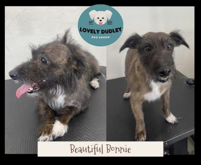 Bonnie the terrier — before and after her groom