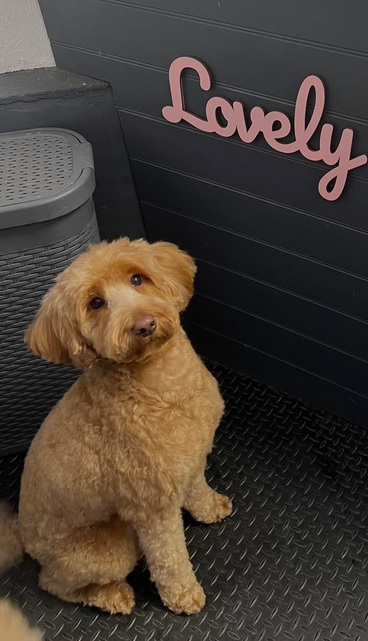 An apricot cavapoo by the Lovely Dudley sign