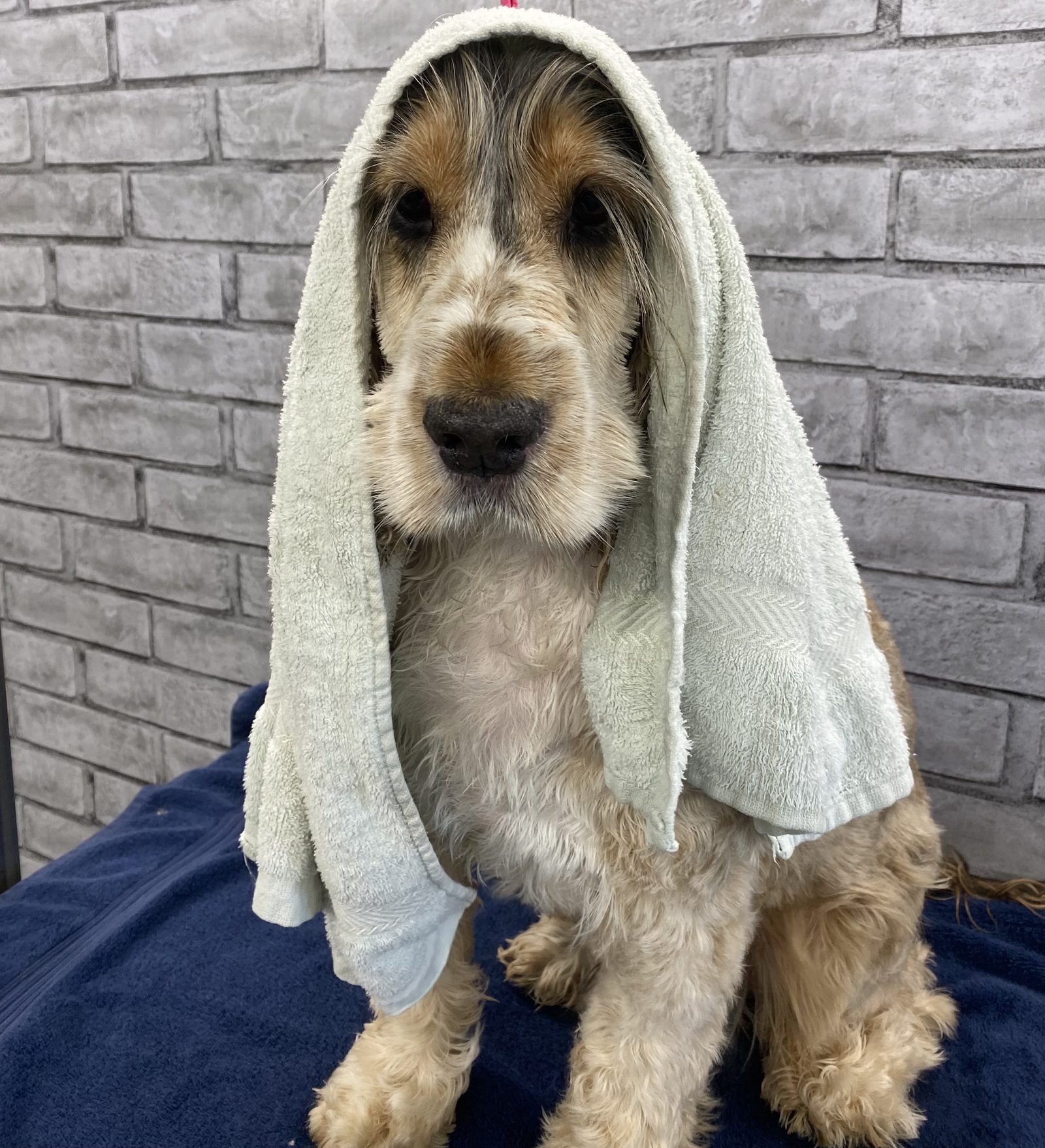 A cocker spaniel wrapped in a towel after a bath
