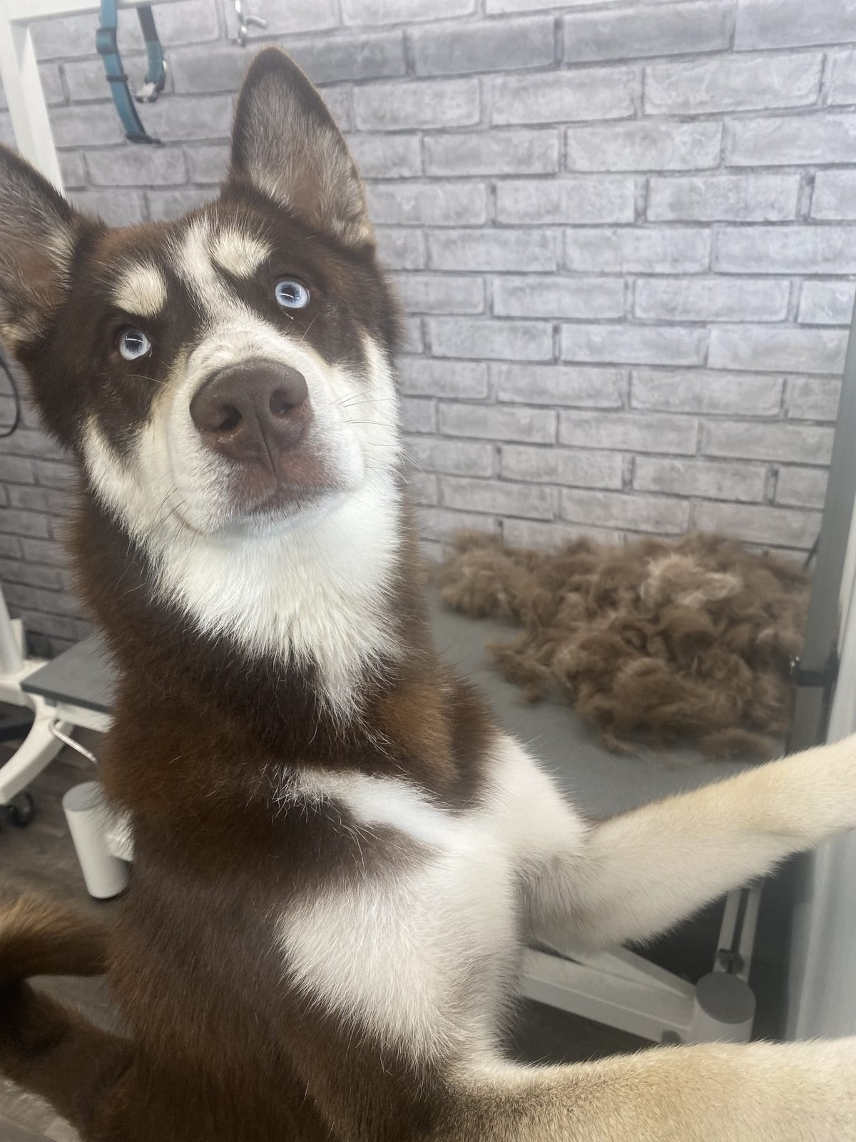 A brown and white husky with striking blue eyes