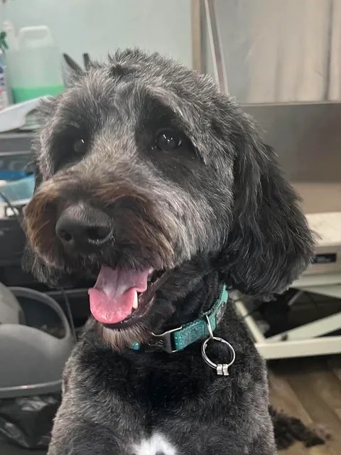 A black labradoodle with a teal collar