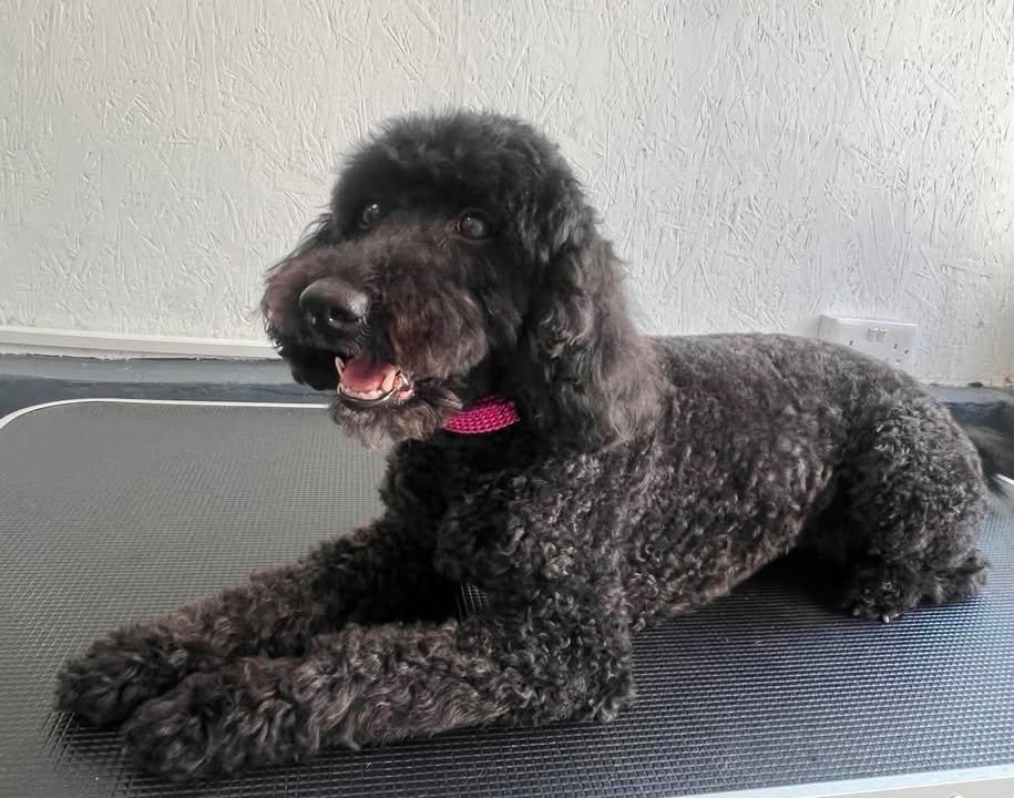 A freshly groomed black poodle relaxing on the grooming table